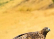 开云体育登录-老鹰视大自然从初露锋芒乌鸥